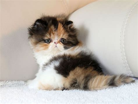 persiankitty|Persian Kitty s Adult Links